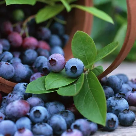 Il Mirto Casa de hóspedes Bessude